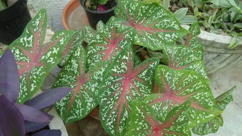 Tác dụng của cây môn kiểng