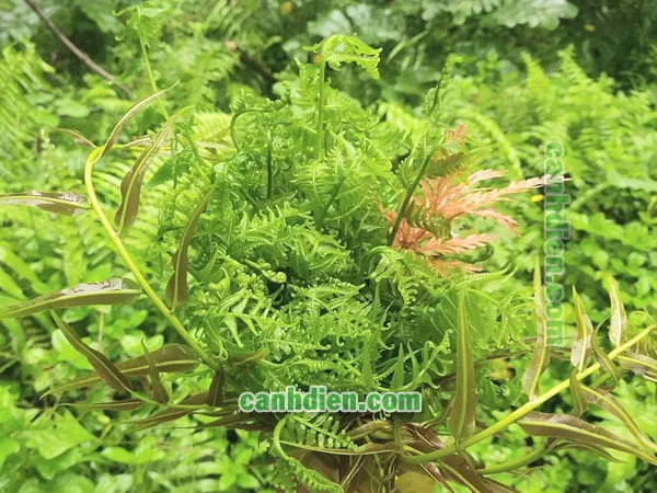 tác dụng của cây rau dớn