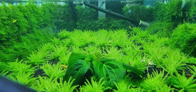 Tác dụng của cây sao nhỏ trong bể thủy sinh