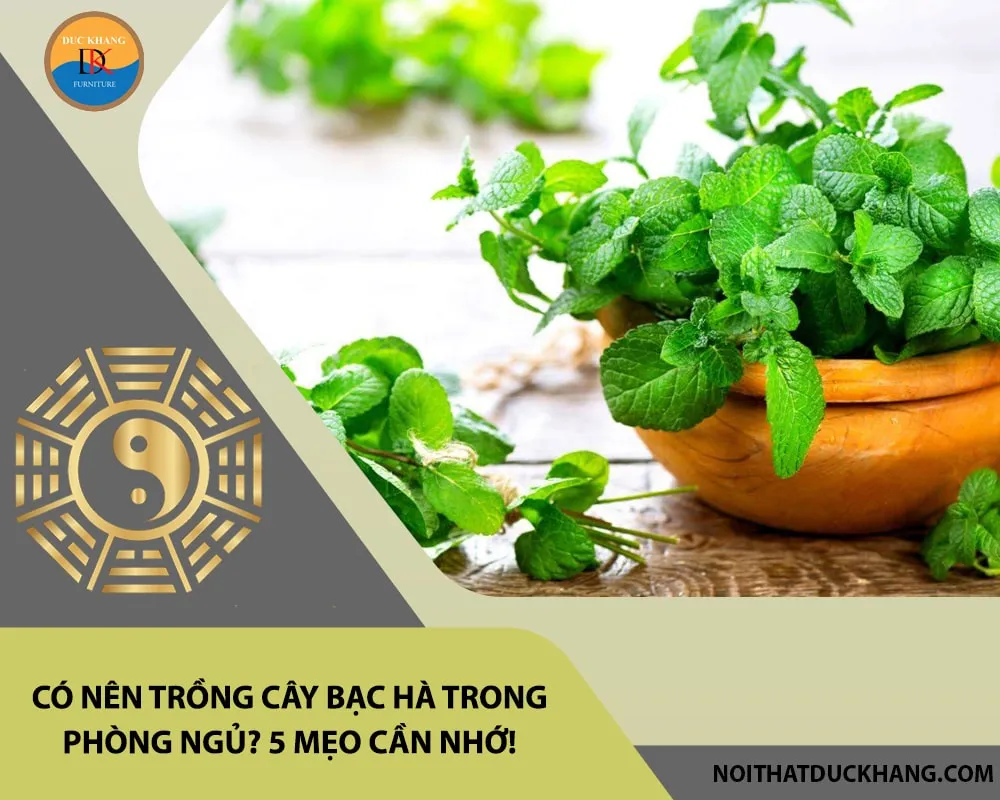 Tác dụng thanh lọc không khí của cây bạc hà