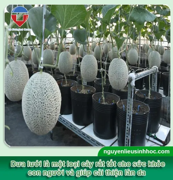 Tác dụng tuyệt vời của dưa lưới khi trồng tại nhà cho sức khỏe tim mạch và làn da