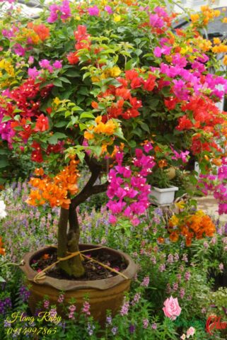 Cách Chăm Hoa Giấy Ra Hoa Quanh Năm Cho Người Mới Bắt Đầu