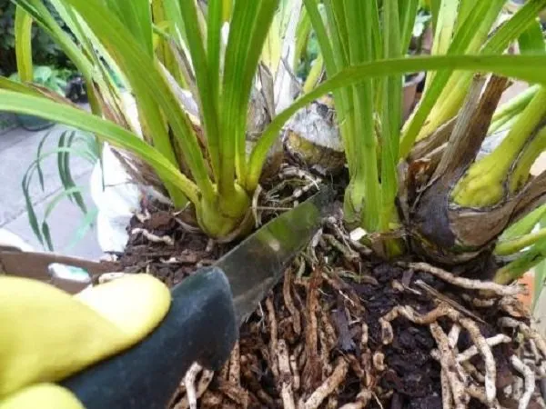 Tách khóm địa lan một cách cẩn thận để đảm bảo mỗi khóm có đủ thân giả khỏe mạnh