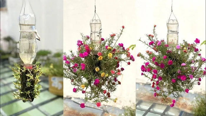 Tầm quan trọng của chăm sóc cẩn thận để hoa 10 giờ nở rộ