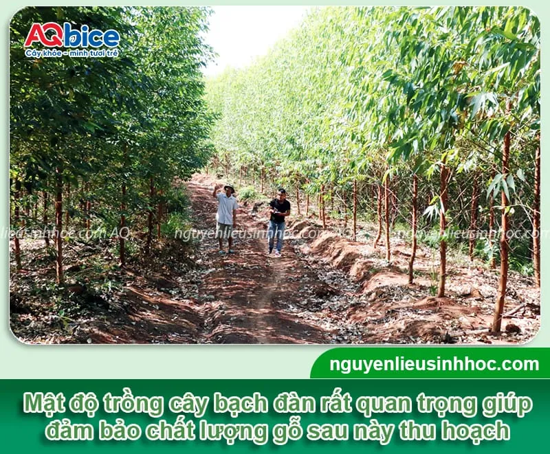 Tầm quan trọng của mật độ trồng và khoảng cách trồng cây bạch đàn đối với sinh trưởng