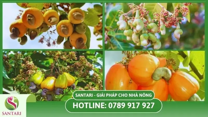 Tầm quan trọng của việc chăm sóc cây điều trong giai đoạn ra hoa đậu trái