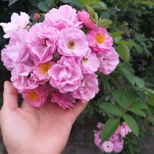 Tầm xuân là lựa chọn hàng đầu để làm hàng rào tự nhiên và tô điểm thêm cho cảnh quan sân vườn