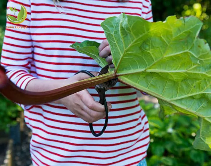 Tán lá và cành Sung Mỹ được cắt tỉa gọn gàng, hướng dẫn tỉa cành để cây ra quả