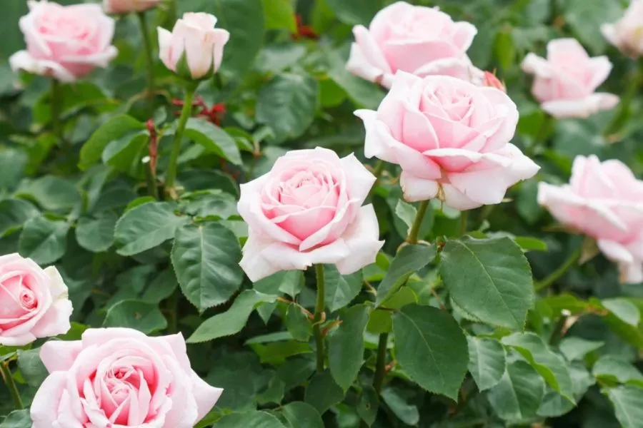 Tán lá xanh tốt của cây hoa hồng trà lai