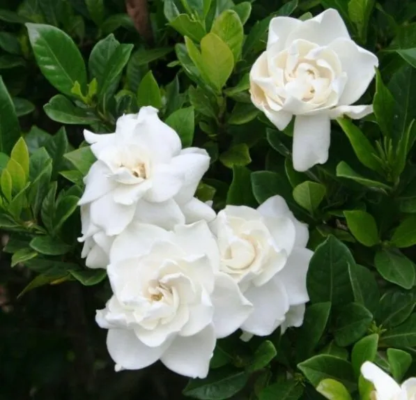 Tạo dáng Bonsai cho cây Bạch Thiên Hương, kỹ thuật cắt tỉa và chăm sóc hoa bạch thiên hương