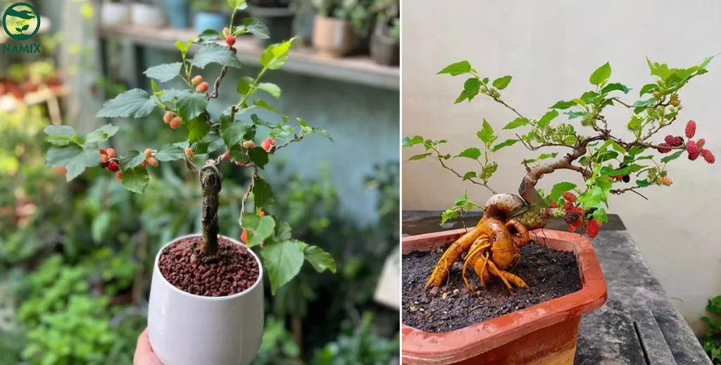 Tạo dáng bonsai cho cây dâu tằm trồng trong nhà