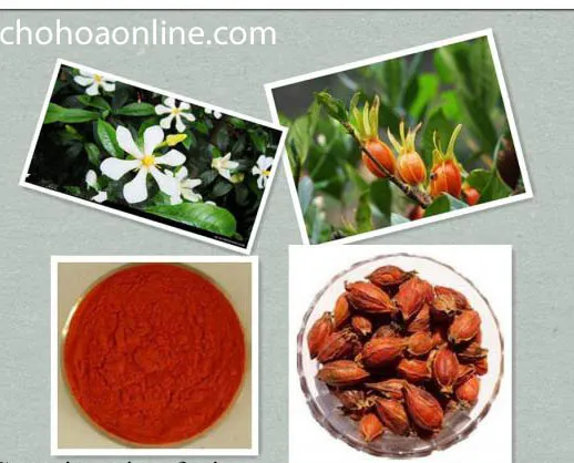 Tạo dáng bonsai cho cây hoa dành dành mang lại vẻ đẹp nghệ thuật và hương thơm thanh nhã cho không gian sống