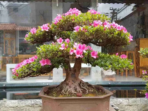 Tạo dáng bonsai cho cây hoa đỗ quyên cổ thụ bằng kỹ thuật uốn cành