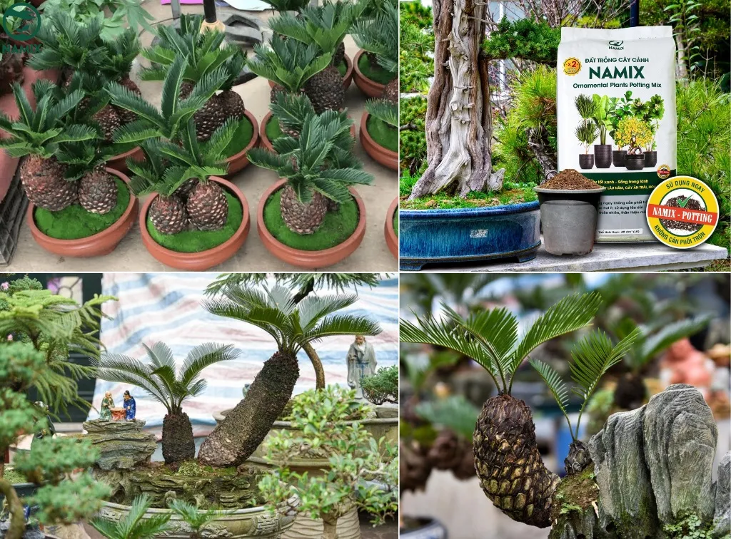 Tạo hình cây Vạn Tuế bonsai nghệ thuật tại nhà