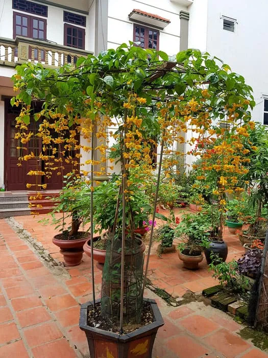 Tạo thành vòm cho lan hoàng dương leo đặt trước sân nhà