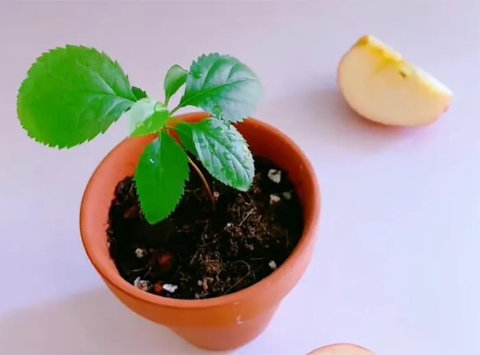 Táo thích hợp với chậu kích thước nhỏ