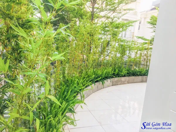 Tạo tường xanh bằng cây trúc quân tử ở ban công