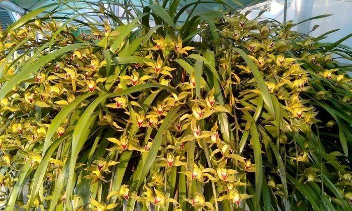 Tập hợp các biện pháp phòng chống sâu bệnh và xử lý thối củ ở Địa lan Trần Mộng