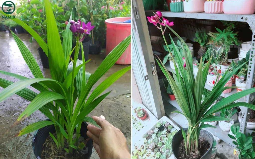 Tập hợp những chậu Lan Đất đang được chăm sóc cẩn thận