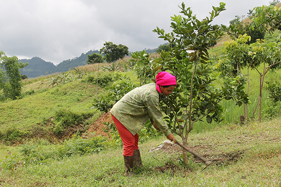 Đất Đồi Nên Trồng Cây Gì: Hướng Dẫn Chi Tiết Lựa Chọn Cây Trồng Bền Vững Và Hiệu Quả Kinh Tế