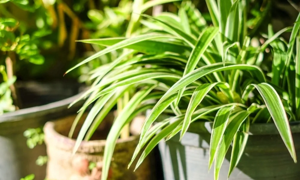 Thách thức lựa chọn cây cảnh nội thất do thiếu ánh sáng