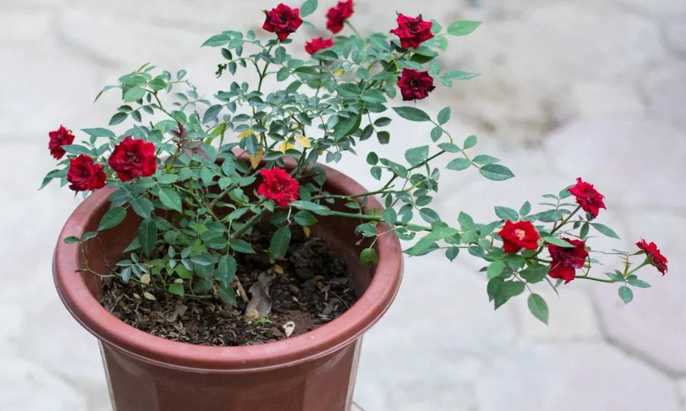 Tham khảo kích thước chậu trồng hoa hồng