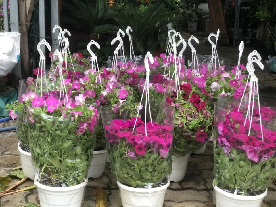 Thân cây dạ yến thảo có đặc điểm mềm mại, thích hợp cho việc tạo dáng rủ hoặc bụi