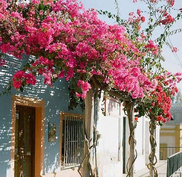 Thân cây hoa giấy già cỗi đang được cắt tỉa cẩn thận để kích thích ra chồi mới và tạo dáng nghệ thuật