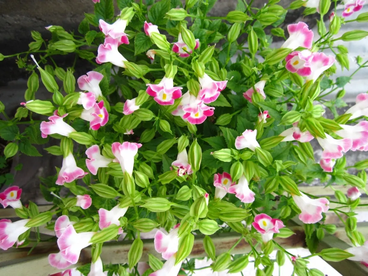 Thân cây hoa Tô liên Torenia Fournierii Lindt