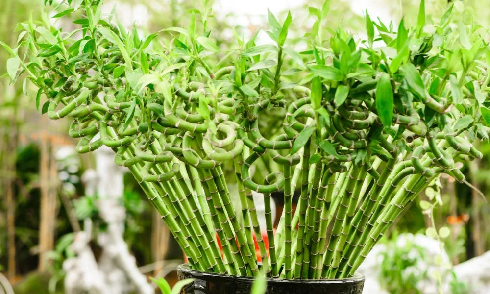 Thân cây phát lộc bị thối hỏng do nấm bệnh, hướng dẫn xử lý khi chăm sóc cây phát lộc gặp sự cố