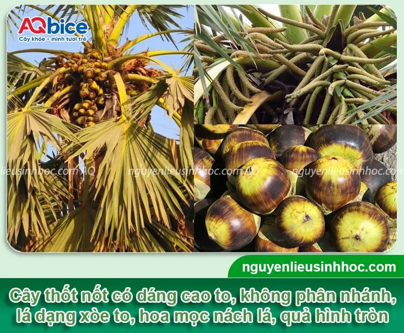 Thân cây thốt nốt cao to sẽ được hình thành sau 4 – 6 năm, lá to xòe rộng, hoa mọc ở nách lá, quả mọc theo chùm và có dáng hình cầu