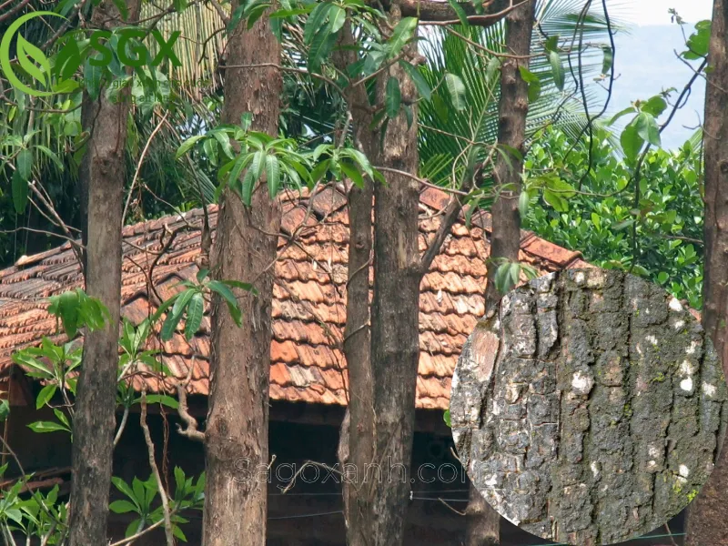 Thân cây xoài to khỏe, vỏ sần sùi là đặc điểm của cây lâu năm