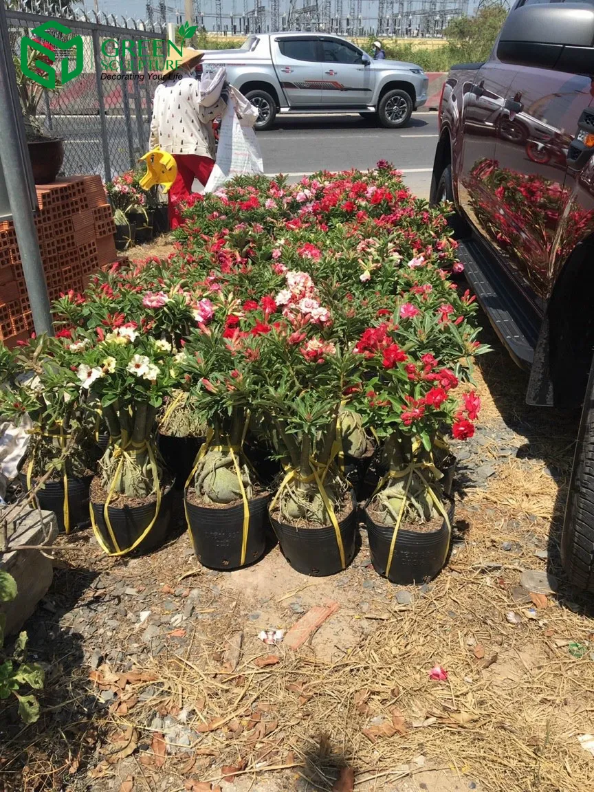 Thân củ (caudex) của cây Sứ Thái bị bệnh thối nhũn và được xử lý bằng thuốc