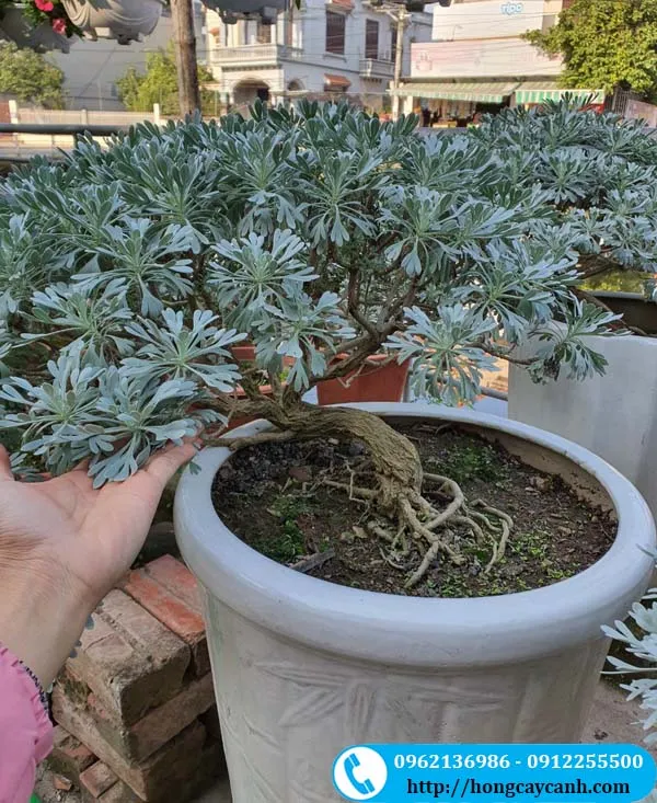 Thân cúc mốc gồ ghề, thể hiện vẻ đẹp cổ kính khi áp dụng cách trồng cây cúc mốc lâu năm