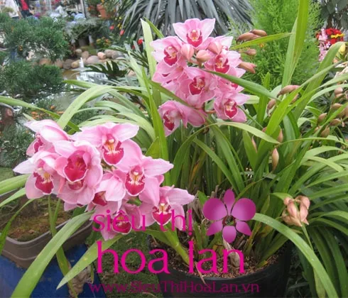 Thân giả và rễ cây địa lan đang được thay chậu, thể hiện kỹ thuật tách chiết và chăm sóc rễ