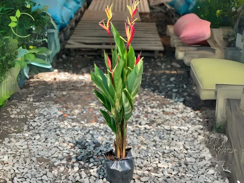 Thân rễ và cách trồng cây chuối mỏ két cẩm thạch chi tiết