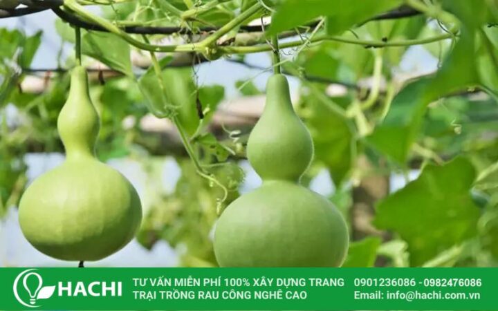 Miền Bắc Nên Trồng Cây Ăn Quả Gì Đạt Năng Suất Cao Nhất