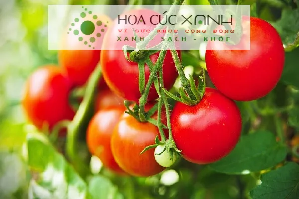 Tháng 7 nên trồng cây gì: Cây cà chua xanh tốt và sai quả