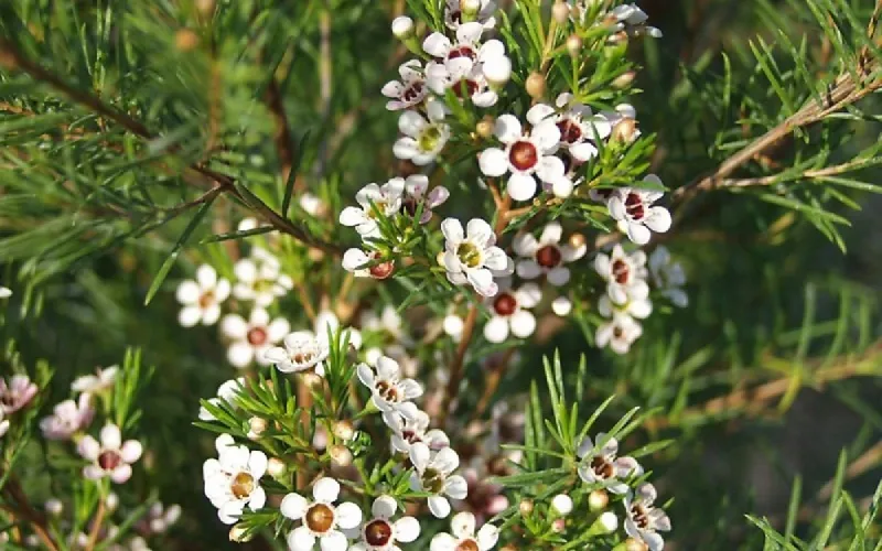 Thanh liễu là cây lá kim có vẻ đẹp thanh cao và sức sống mạnh mẽ