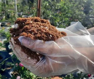 Thành phẩm giá thể trồng hoa hồng sau khi được phối trộn hoàn chỉnh