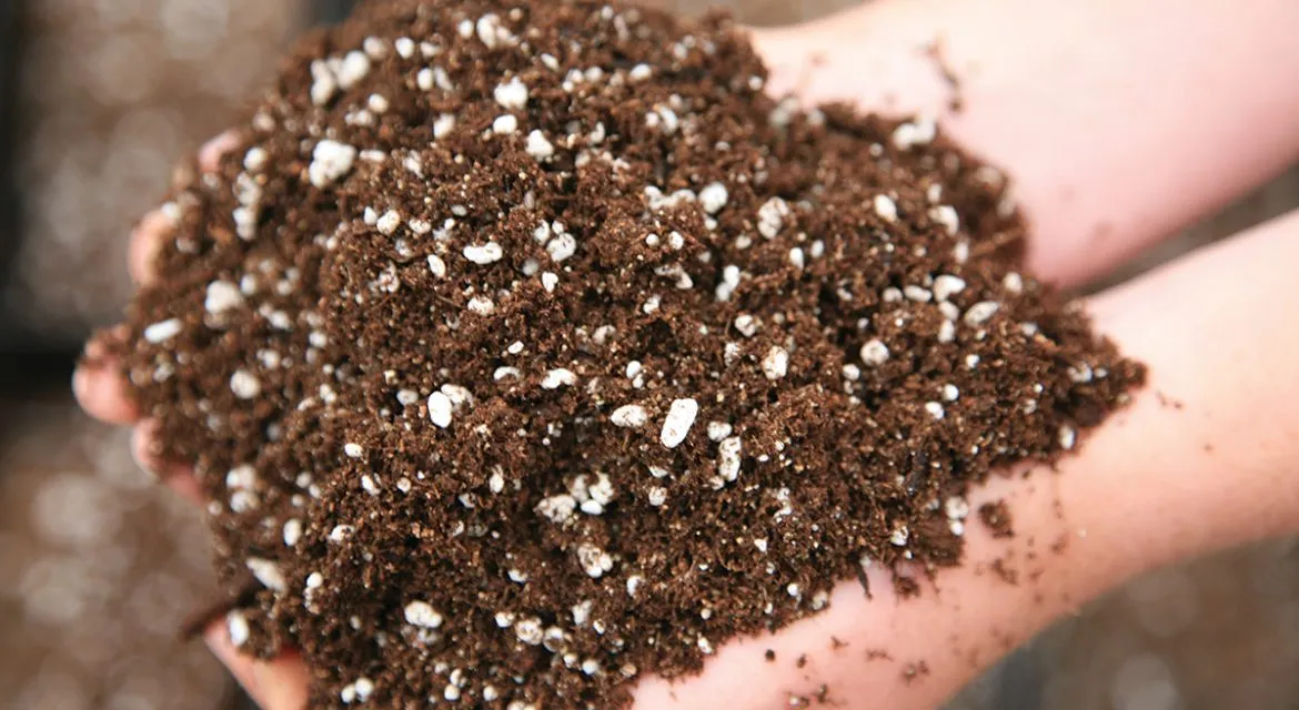 Thành phần hỗn hợp đất trồng cây kim tiền cần đảm bảo độ tơi xốp và thoát nước tốt