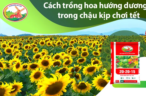 Thành quả của cách trồng hoa hướng dương trong chậu: những bông hoa vàng rực rỡ
