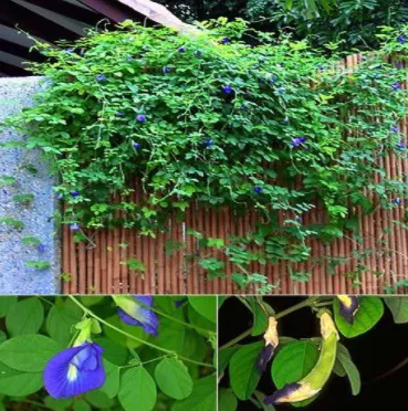 Thành quả của việc áp dụng cách trồng cây hoa đậu biếc chuyên nghiệp