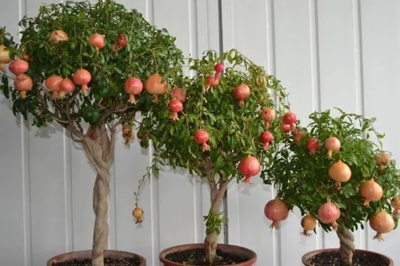 Thành quả của việc áp dụng đúng cách trồng cây lựu trong chậu là những trái lựu sai trĩu cành