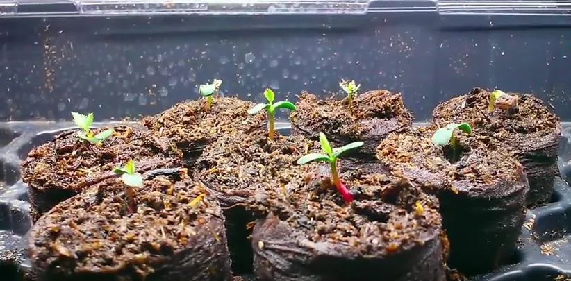 Thành quả sau khi áp dụng thành công cách trồng hoa hồng leo bằng hạt và chăm sóc cẩn thận