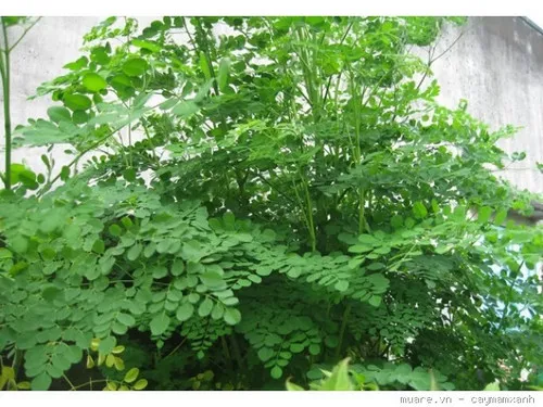 Thành quả trồng chùm ngây trong thùng xốp trên ban công với kỹ thuật cắt tỉa