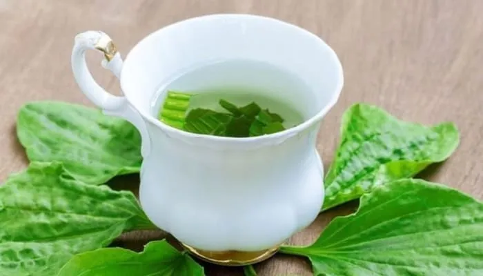 Thảo dược mã đề đã được sấy khô, cảnh báo về liều lượng và thời gian sử dụng an toàn