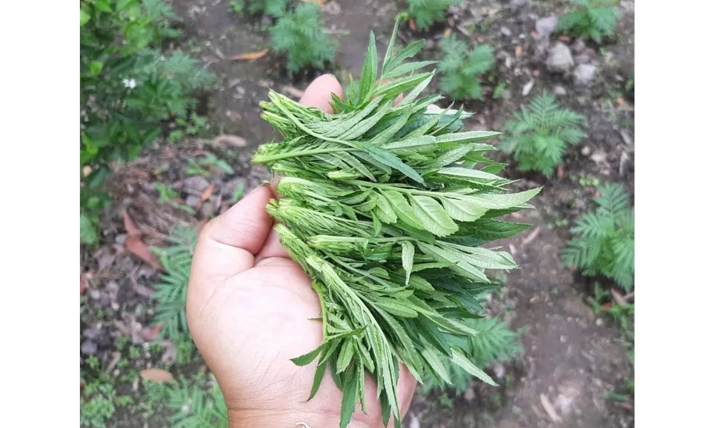 Thao Tác Bấm Ngọn Cây Cúc Vạn Thọ, Kỹ Thuật Ra Hoa Đúng Dịp