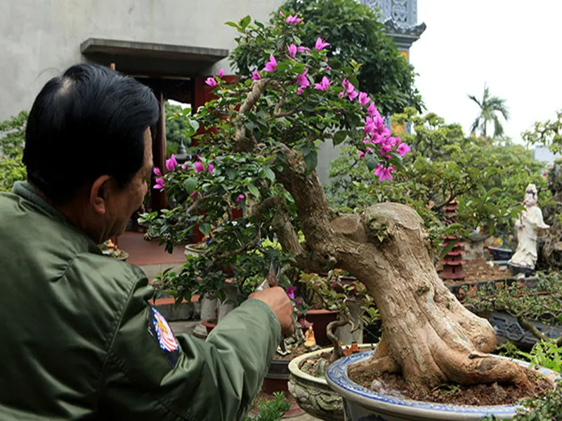 Thao tác cắt tỉa cành bonsai để duy trì sự sống và hình dáng cho cây