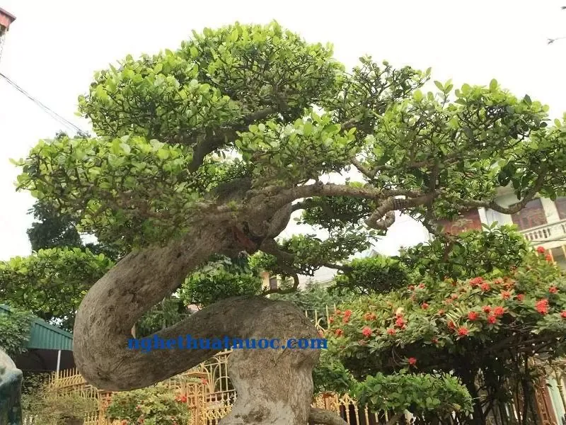 Thao tác quấn dây uốn cành cho cây duối bonsai